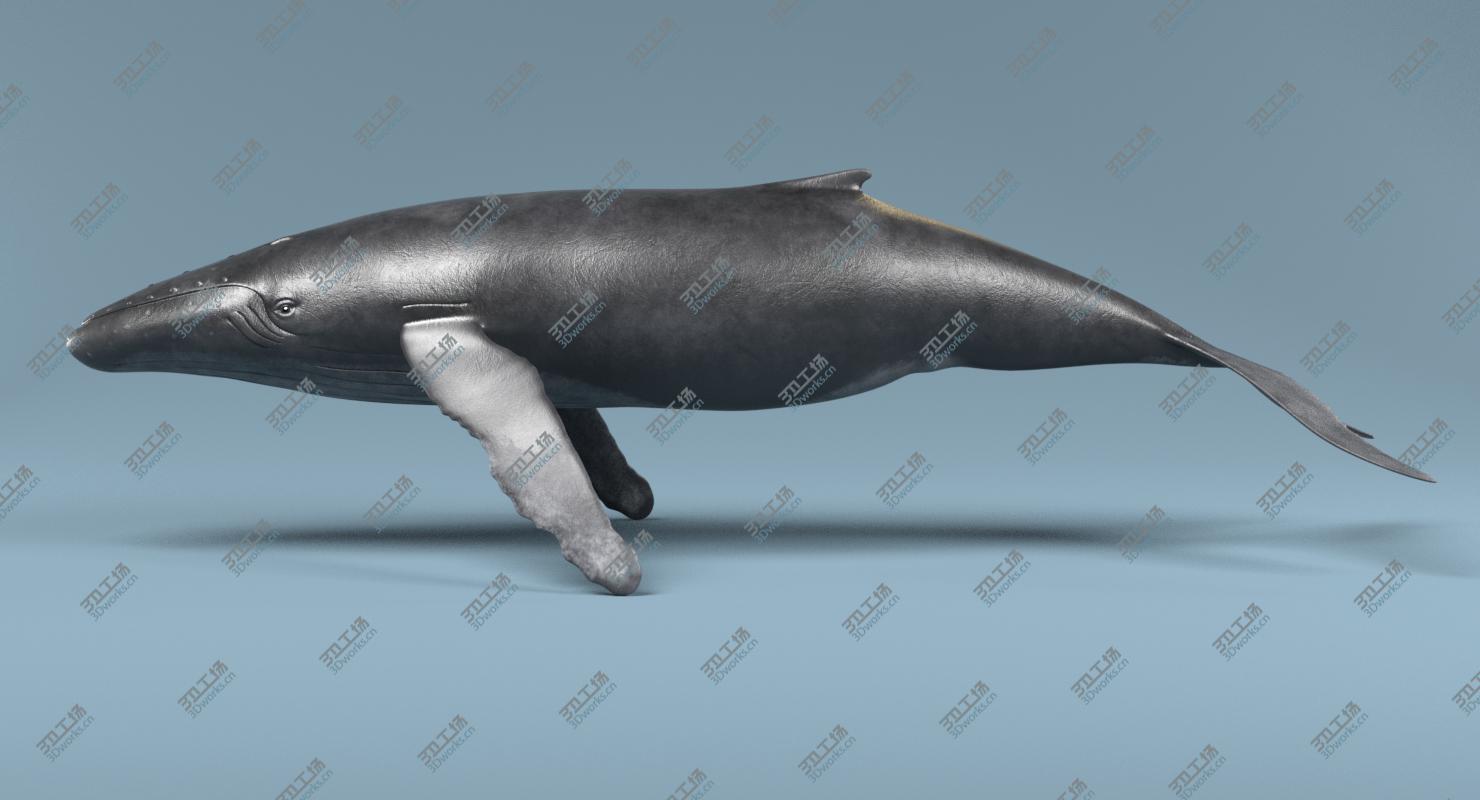 images/goods_img/2021040165/Whales 3D model/3.jpg